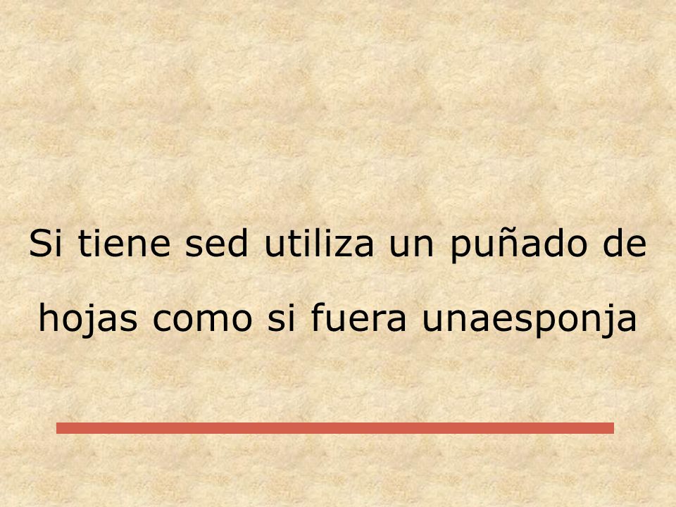 Si tiene sed utiliza un puñado de hojas como si fuera unaesponja