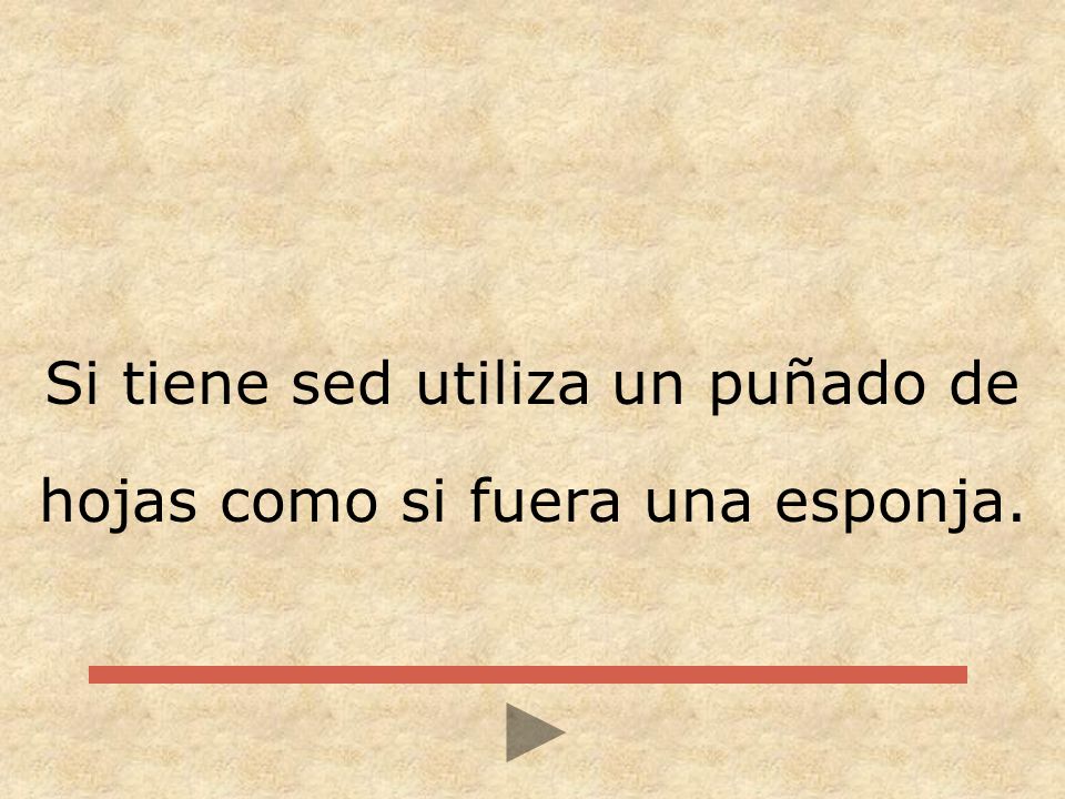 Si tiene sed utiliza un puñado de hojas como si fuera una esponja.