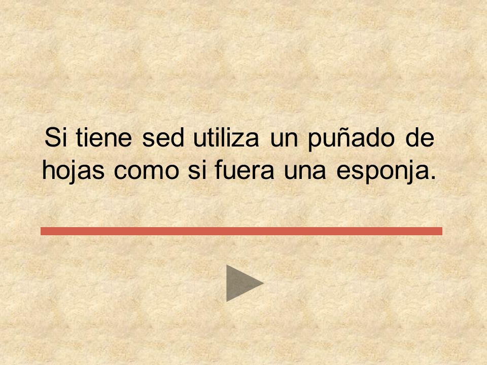 Si tiene sed utiliza un puñado de hojas como si fuera una esponja.