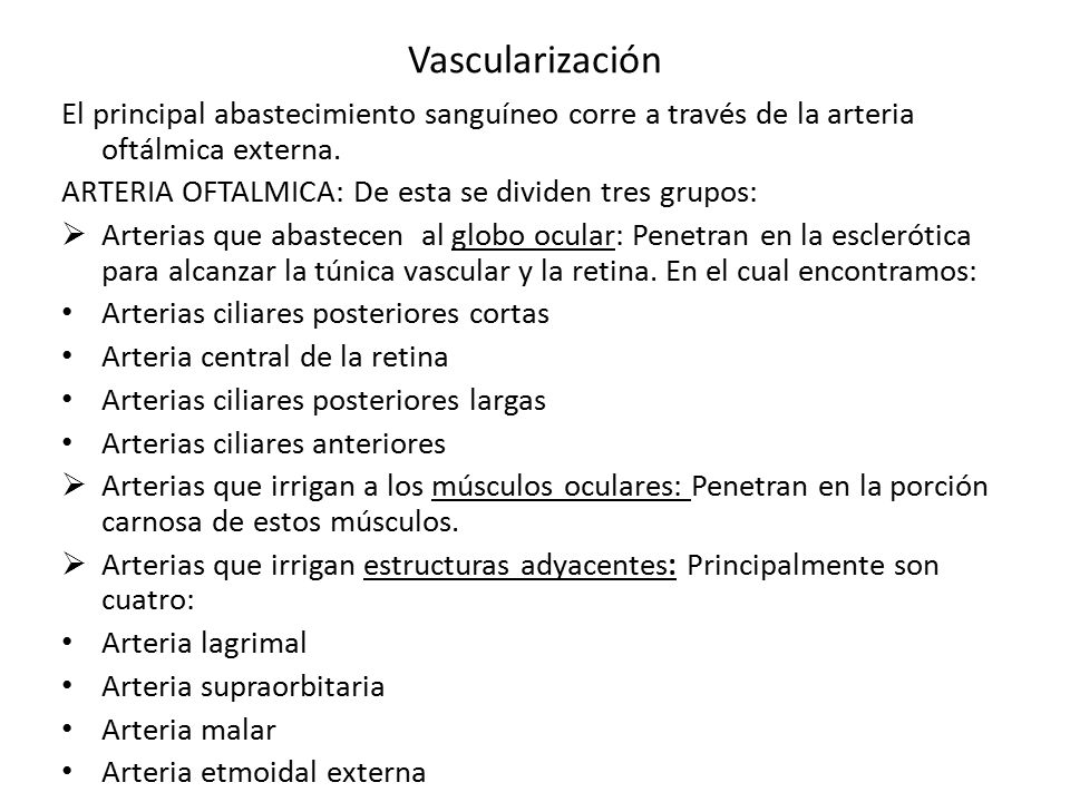 Vascularización El principal abastecimiento sanguíneo corre a través de la arteria oftálmica externa.