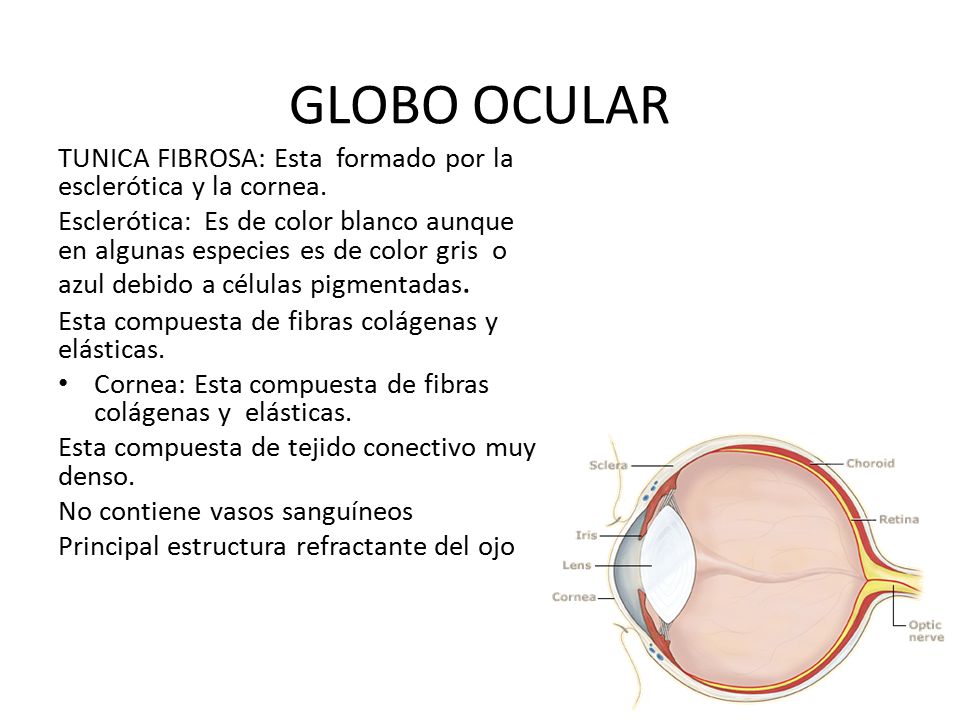 GLOBO OCULAR TUNICA FIBROSA: Esta formado por la esclerótica y la cornea.