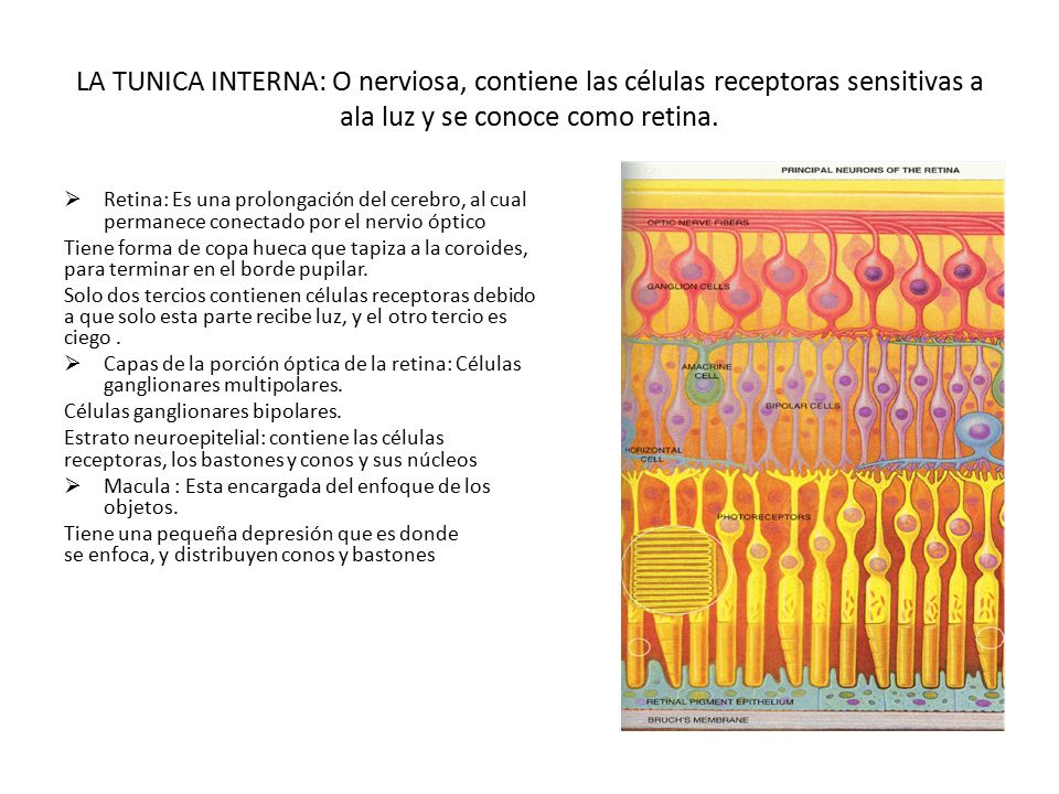 LA TUNICA INTERNA: O nerviosa, contiene las células receptoras sensitivas a ala luz y se conoce como retina.