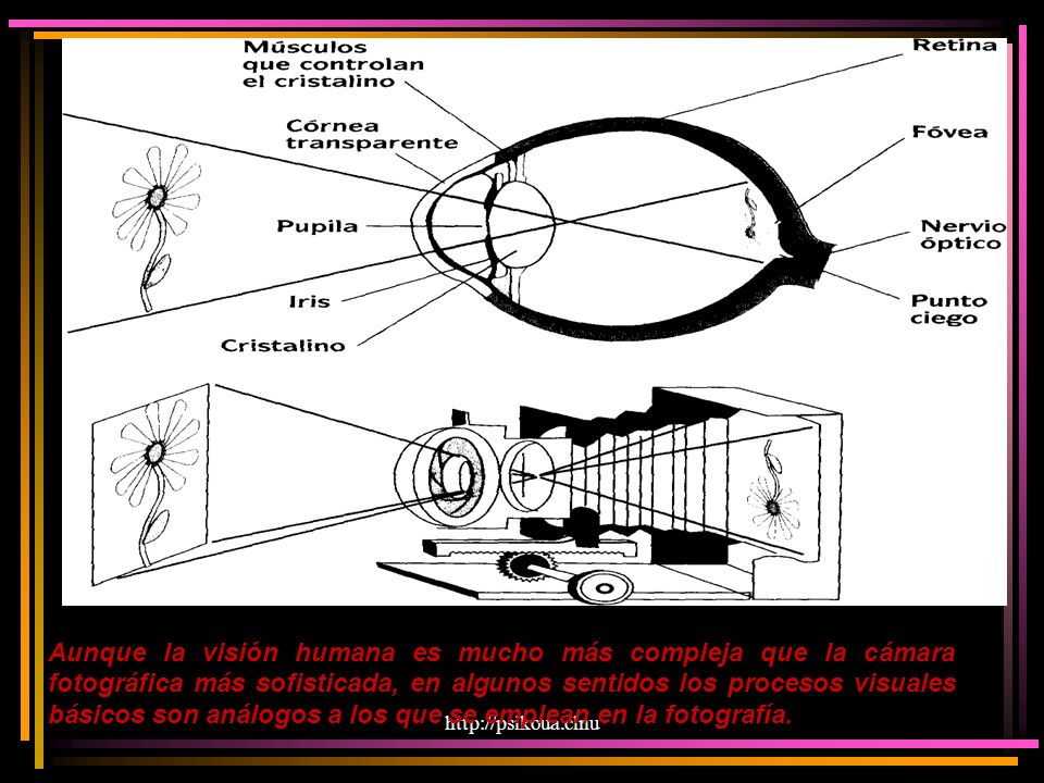 Aunque la visión humana es mucho más compleja que la cámara fotográfica más sofisticada, en algunos sentidos los procesos visuales básicos son análogos a los que se emplean en la fotografía.