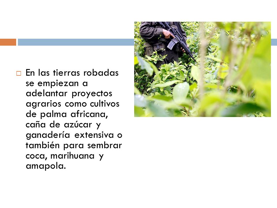 En las tierras robadas se empiezan a adelantar proyectos agrarios como cultivos de palma africana, caña de azúcar y ganadería extensiva o también para sembrar coca, marihuana y amapola.