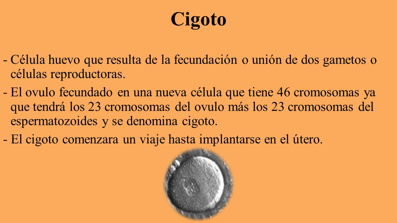 Cigoto Célula huevo que resulta de la fecundación o unión de dos gametos o células reproductoras.