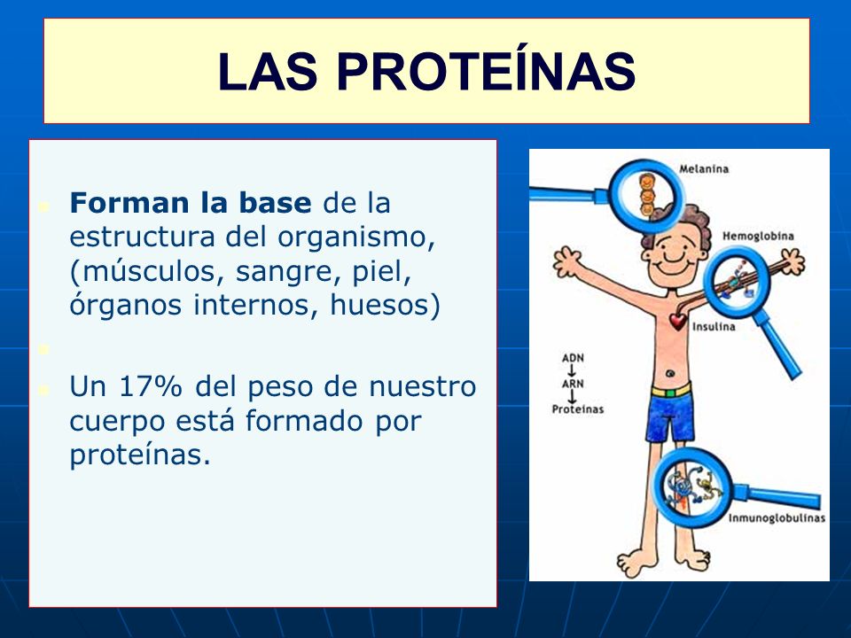 LAS PROTEÍNAS Forman la base de la estructura del organismo, (músculos, sangre, piel, órganos internos, huesos)