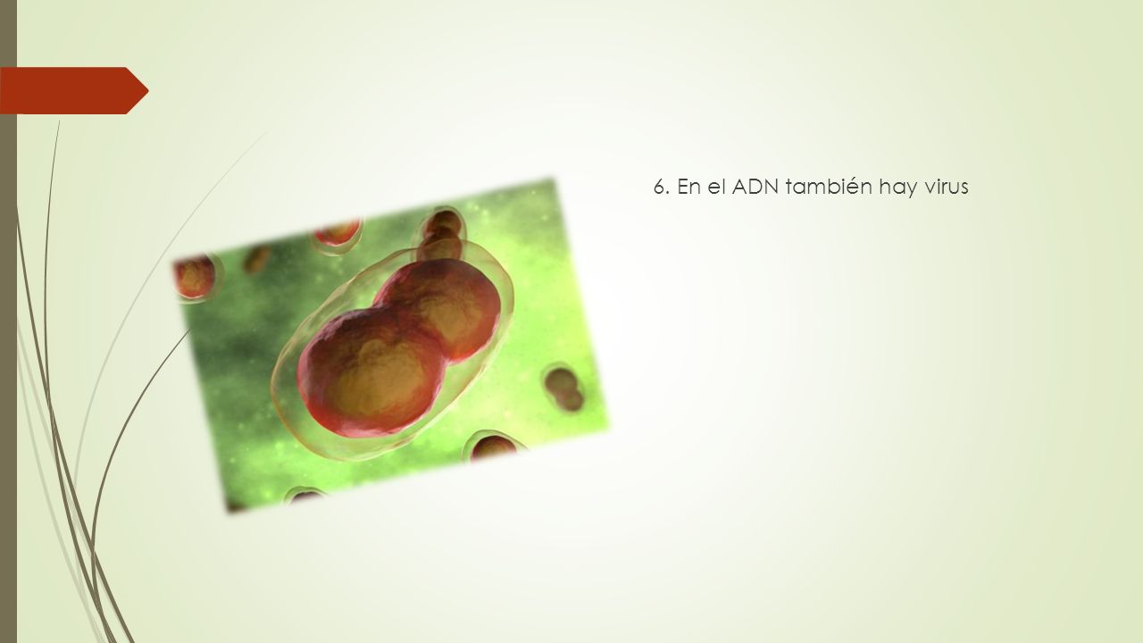 6. En el ADN también hay virus