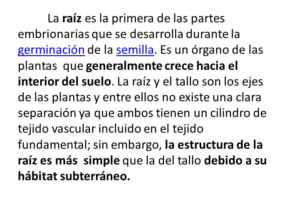 La raíz es la primera de las partes embrionarias que se desarrolla durante la germinación de la semilla.