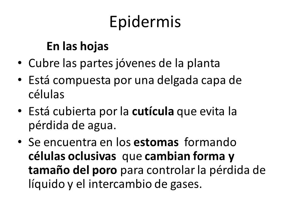 Epidermis En las hojas Cubre las partes jóvenes de la planta