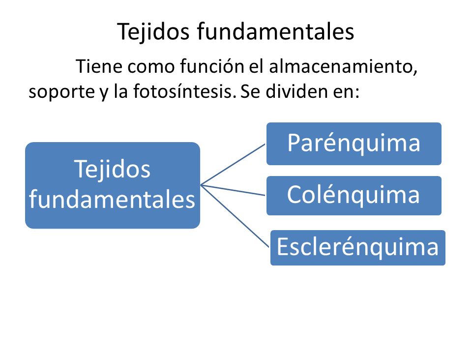 Tejidos fundamentales