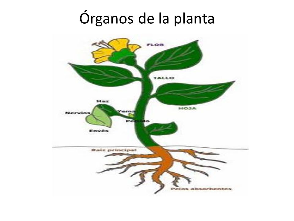 Plantas. - ppt video online descargar