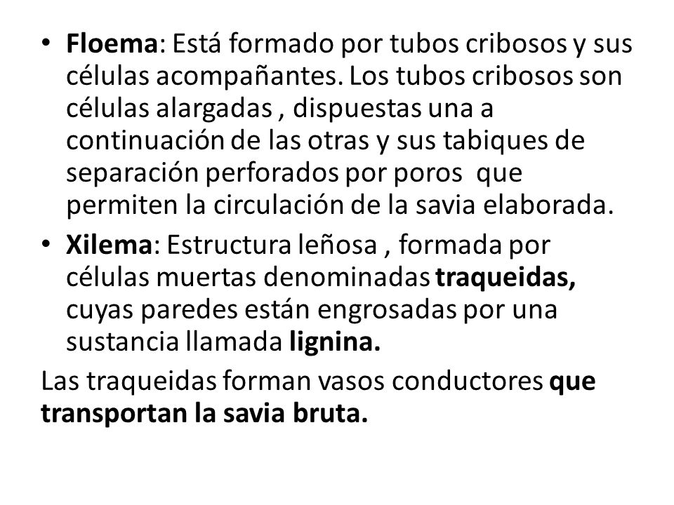 Floema: Está formado por tubos cribosos y sus células acompañantes