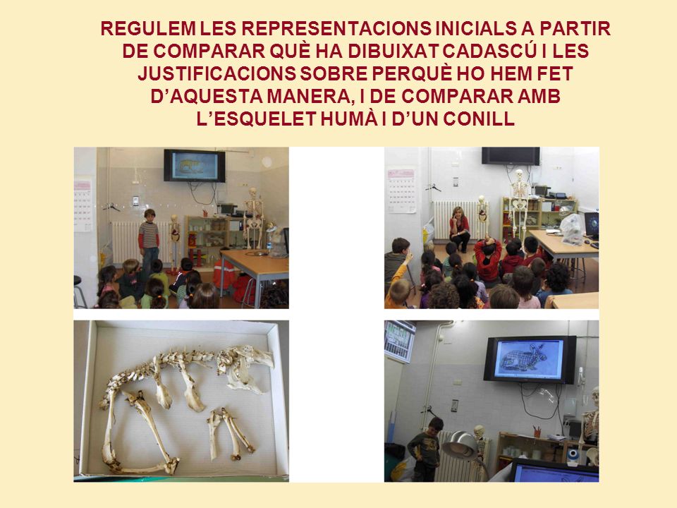 REGULEM LES REPRESENTACIONS INICIALS A PARTIR DE COMPARAR QUÈ HA DIBUIXAT CADASCÚ I LES JUSTIFICACIONS SOBRE PERQUÈ HO HEM FET D’AQUESTA MANERA, I DE COMPARAR AMB L’ESQUELET HUMÀ I D’UN CONILL