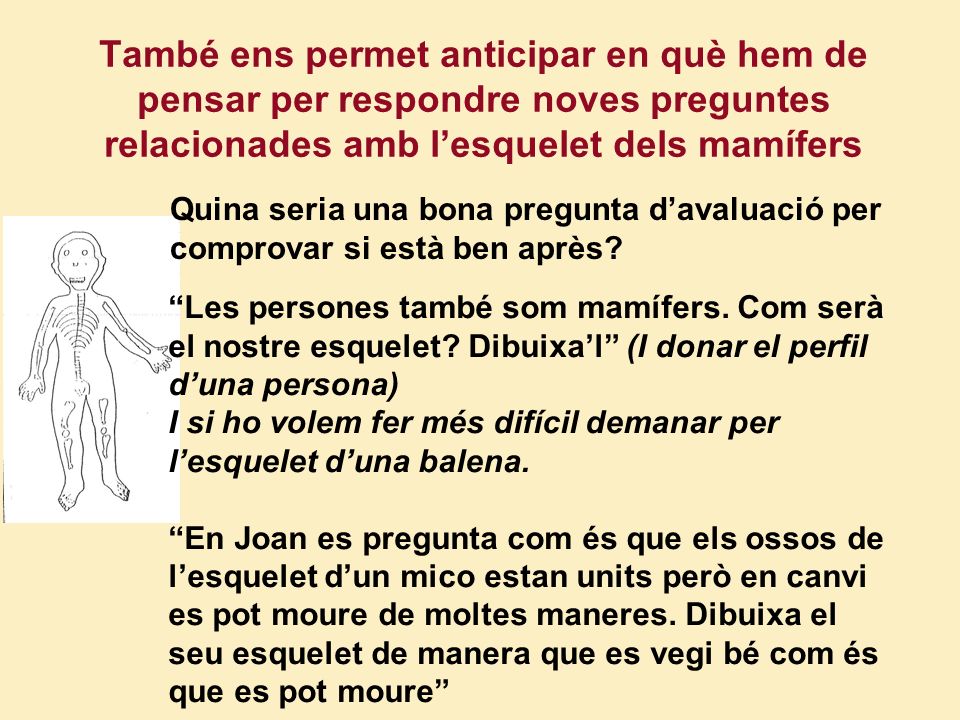 També ens permet anticipar en què hem de pensar per respondre noves preguntes relacionades amb l’esquelet dels mamífers