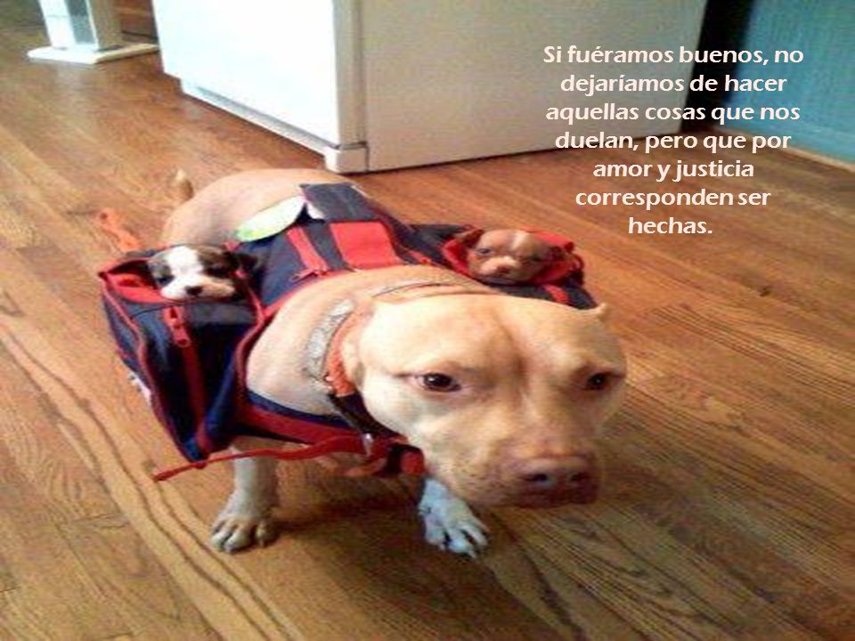 Si fuéramos buenos, no dejaríamos de hacer aquellas cosas que nos duelan, pero que por amor y justicia corresponden ser hechas.