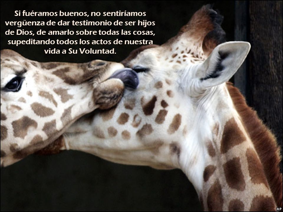 Si fuéramos buenos, no sentiríamos vergüenza de dar testimonio de ser hijos de Dios, de amarlo sobre todas las cosas, supeditando todos los actos de nuestra vida a Su Voluntad.