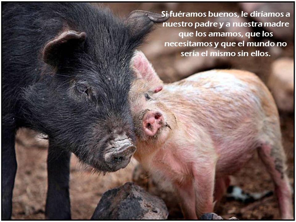 Si fuéramos buenos, le diríamos a nuestro padre y a nuestra madre que los amamos, que los necesitamos y que el mundo no sería el mismo sin ellos.