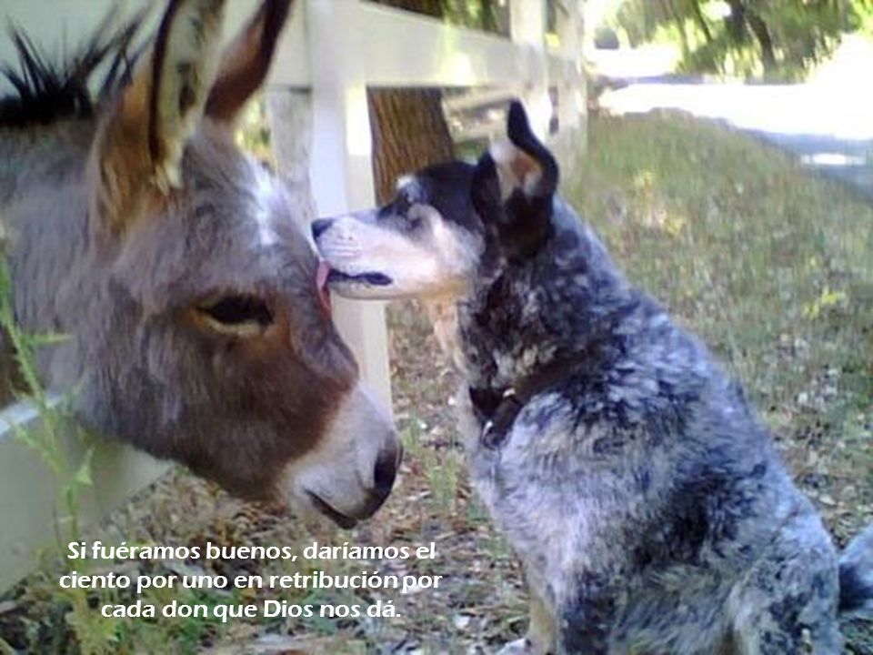 Si fuéramos buenos, daríamos el ciento por uno en retribución por cada don que Dios nos dá.