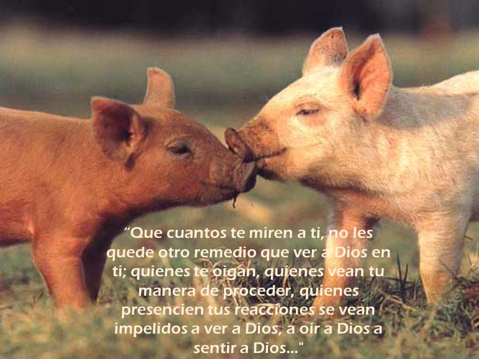 Que cuantos te miren a ti, no les quede otro remedio que ver a Dios en ti; quienes te oigan, quienes vean tu manera de proceder, quienes presencien tus reacciones se vean impelidos a ver a Dios, a oír a Dios a sentir a Dios...