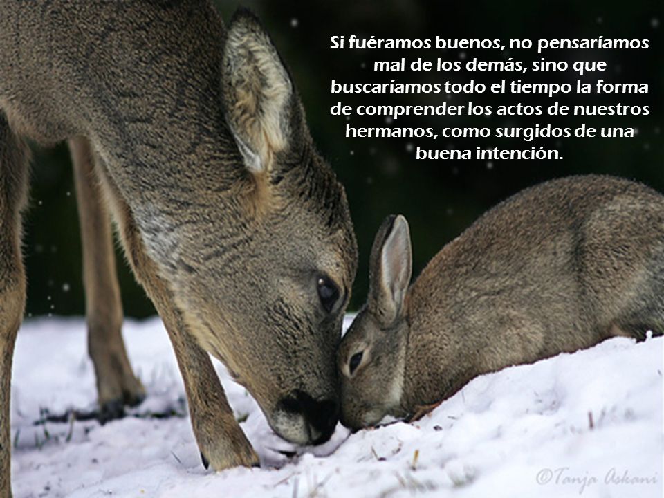 Si fuéramos buenos, no pensaríamos mal de los demás, sino que buscaríamos todo el tiempo la forma de comprender los actos de nuestros hermanos, como surgidos de una buena intención.
