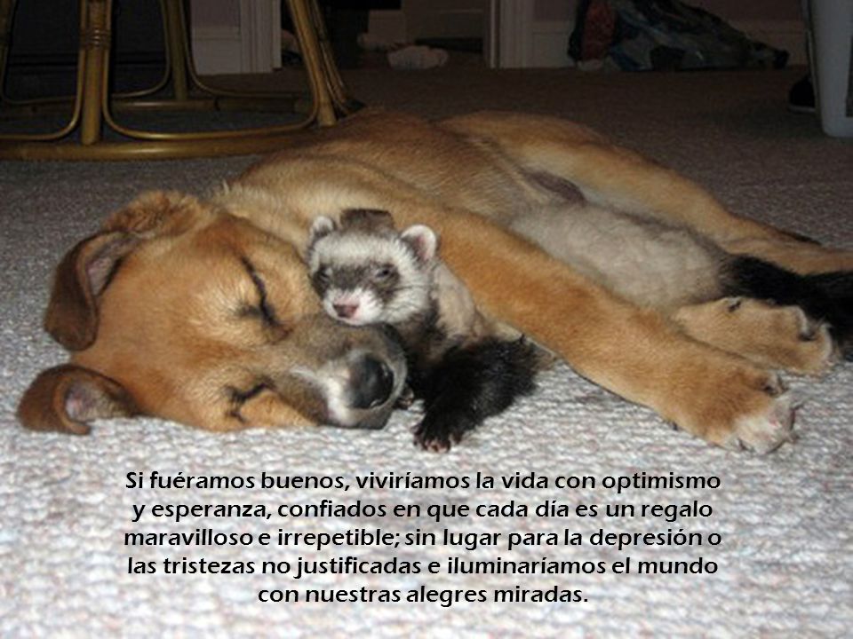 Si fuéramos buenos, viviríamos la vida con optimismo y esperanza, confiados en que cada día es un regalo maravilloso e irrepetible; sin lugar para la depresión o las tristezas no justificadas e iluminaríamos el mundo con nuestras alegres miradas.
