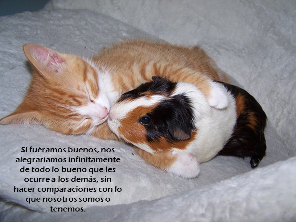 Si fuéramos buenos, nos alegraríamos infinitamente de todo lo bueno que les ocurre a los demás, sin hacer comparaciones con lo que nosotros somos o tenemos.
