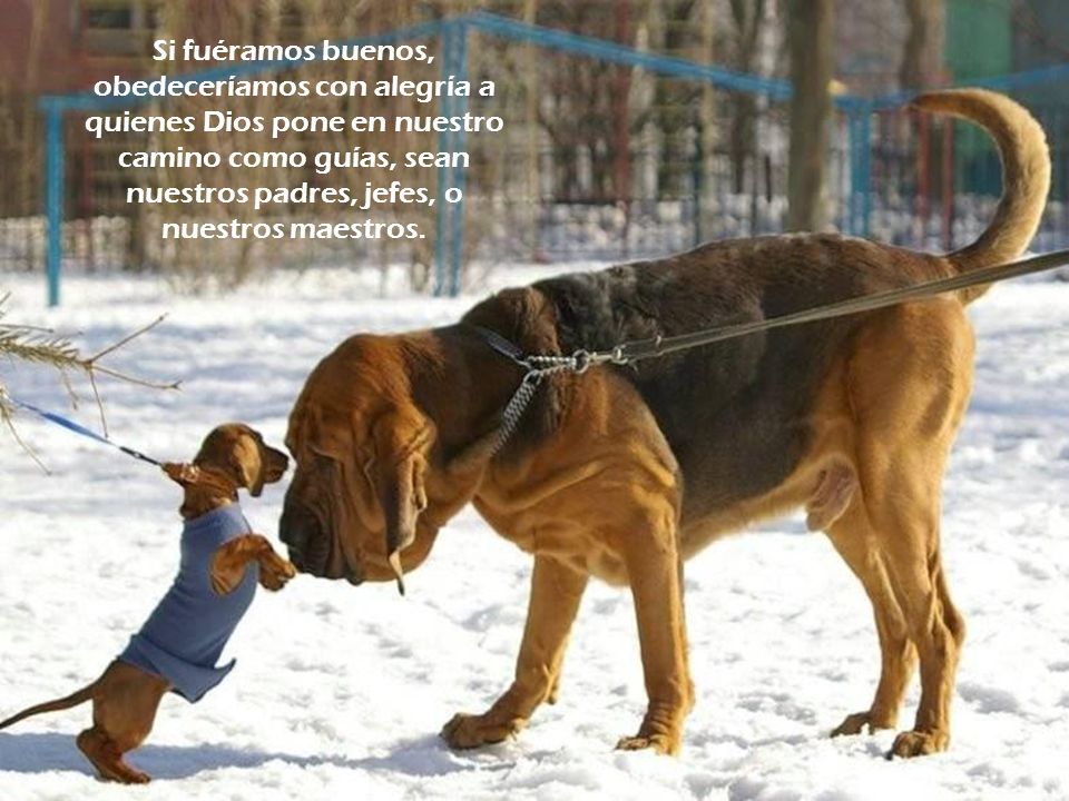 Si fuéramos buenos, obedeceríamos con alegría a quienes Dios pone en nuestro camino como guías, sean nuestros padres, jefes, o nuestros maestros.