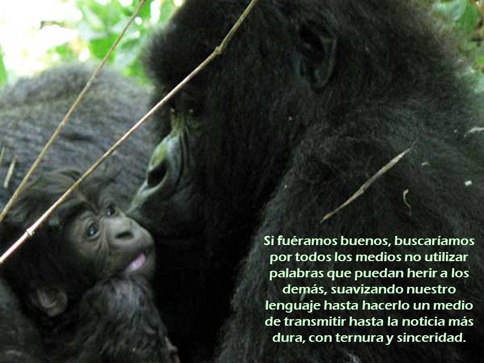 Si fuéramos buenos, buscaríamos por todos los medios no utilizar palabras que puedan herir a los demás, suavizando nuestro lenguaje hasta hacerlo un medio de transmitir hasta la noticia más dura, con ternura y sinceridad.