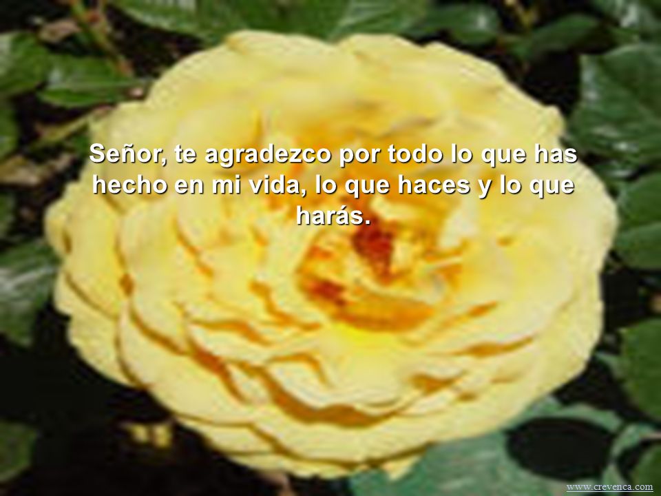 Señor, te agradezco por todo lo que has hecho en mi vida, lo que haces y lo que harás.
