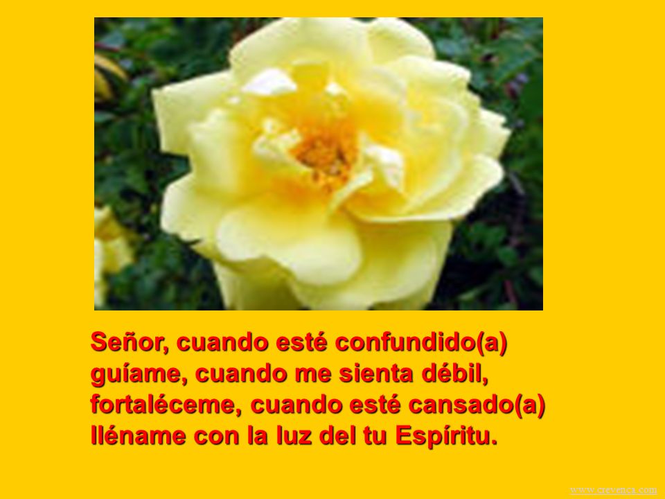 Señor, cuando esté confundido(a) guíame, cuando me sienta débil, fortaléceme, cuando esté cansado(a) lléname con la luz del tu Espíritu.