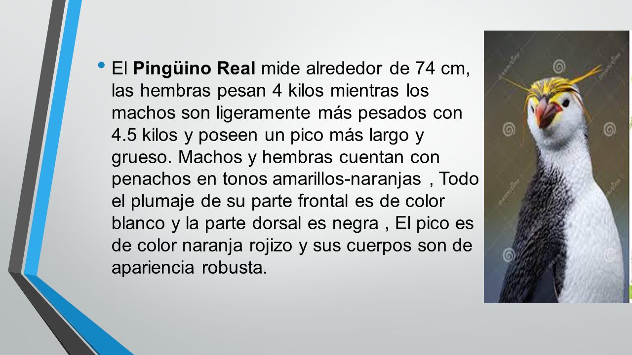 El Pingüino Real mide alrededor de 74 cm, las hembras pesan 4 kilos mientras los machos son ligeramente más pesados con 4.5 kilos y poseen un pico más largo y grueso. Machos y hembras cuentan con penachos en tonos amarillos- naranjas , Todo el plumaje de su parte frontal es de color blanco y la parte dorsal es negra , El pico es de color naranja rojizo y sus cuerpos son de apariencia robusta.