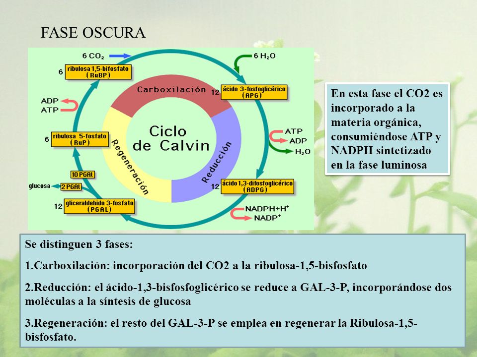 FASE OSCURA En esta fase el CO2 es incorporado a la materia orgánica, consumiéndose ATP y NADPH sintetizado en la fase luminosa.