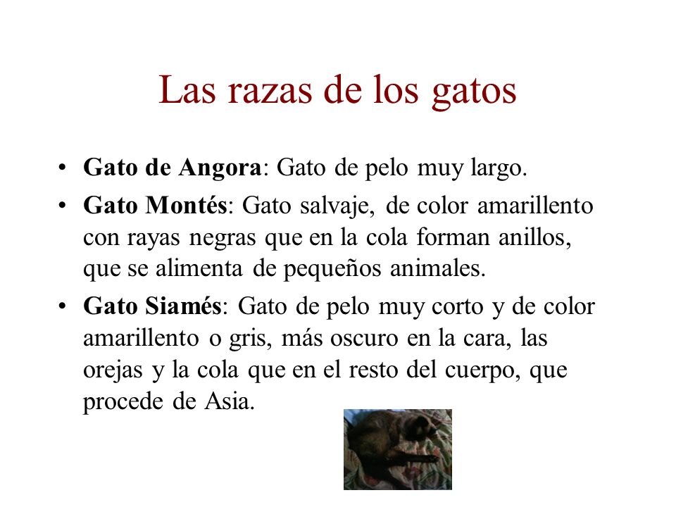 Las razas de los gatos Gato de Angora: Gato de pelo muy largo.