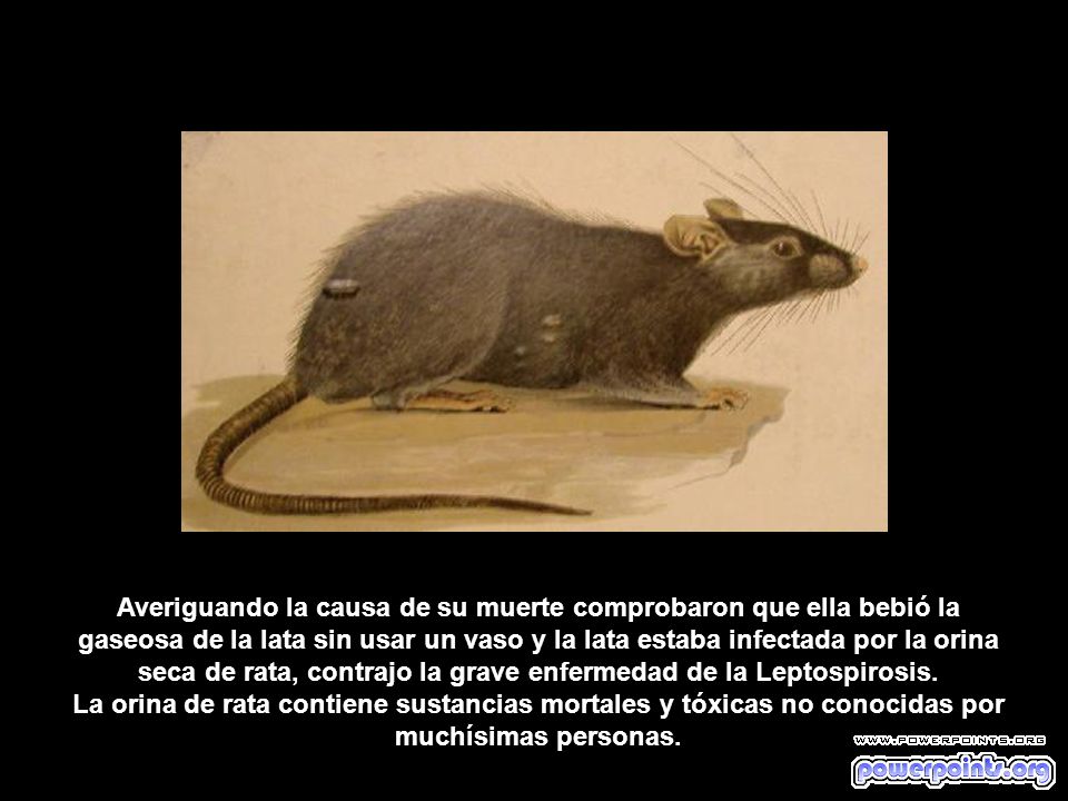 Averiguando la causa de su muerte comprobaron que ella bebió la gaseosa de la lata sin usar un vaso y la lata estaba infectada por la orina seca de rata, contrajo la grave enfermedad de la Leptospirosis.