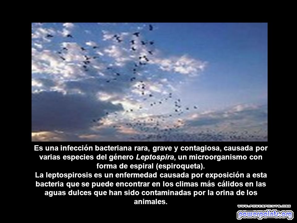 Es una infección bacteriana rara, grave y contagiosa, causada por varias especies del género Leptospira, un microorganismo con forma de espiral (espiroqueta).