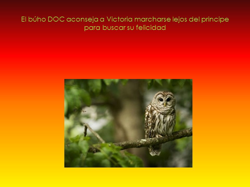 El búho DOC aconseja a Victoria marcharse lejos del principe para buscar su felicidad