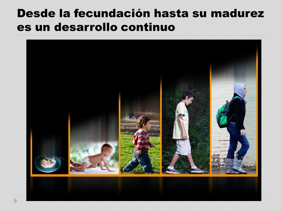 Desde la fecundación hasta su madurez es un desarrollo continuo