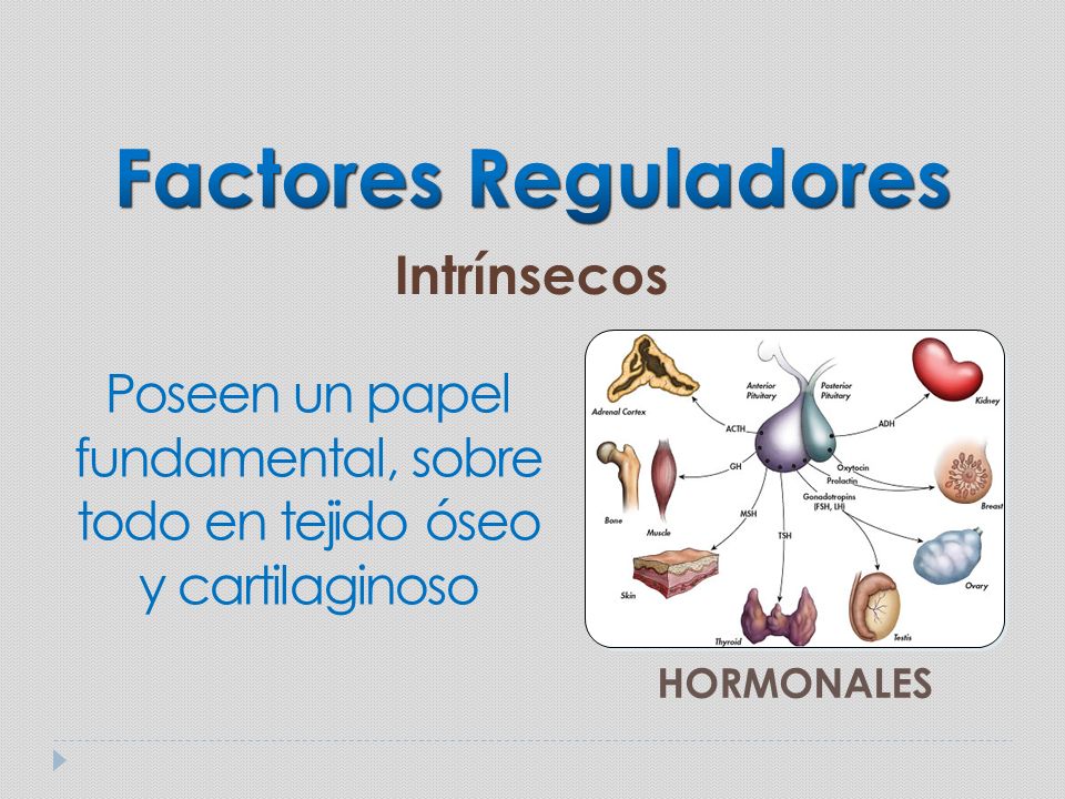 Factores Reguladores Intrínsecos Poseen un papel fundamental, sobre