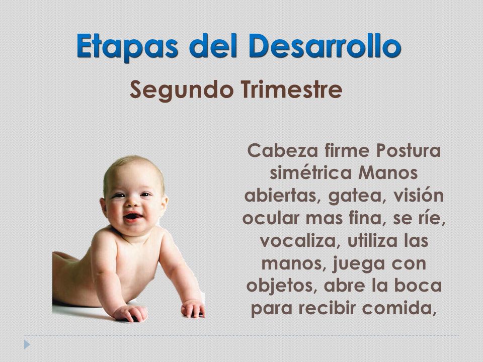 Etapas del Desarrollo Segundo Trimestre