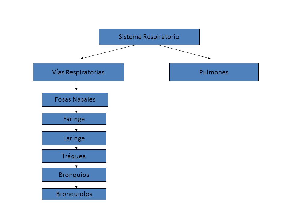 Sistema Respiratorio Vías Respiratorias. Pulmones. Fosas Nasales. Faringe. Laringe. Tráquea. Bronquios.