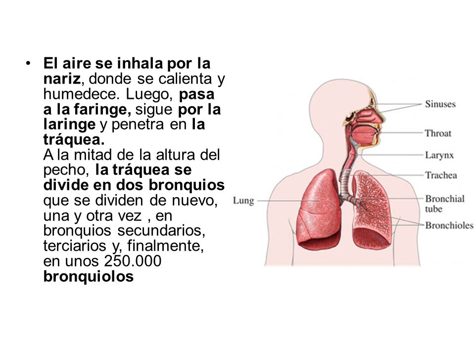 El aire se inhala por la nariz, donde se calienta y humedece