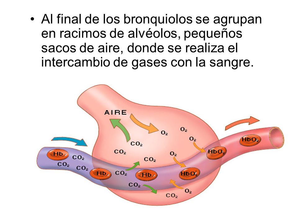 Al final de los bronquiolos se agrupan en racimos de alvéolos, pequeños sacos de aire, donde se realiza el intercambio de gases con la sangre.