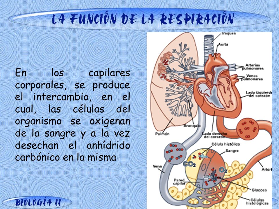 En los capilares corporales, se produce el intercambio, en el cual, las células del organismo se oxigenan de la sangre y a la vez desechan el anhídrido carbónico en la misma