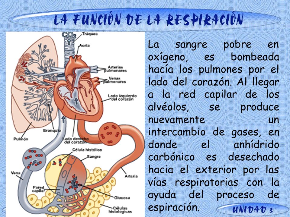 La sangre pobre en oxígeno, es bombeada hacía los pulmones por el lado del corazón.