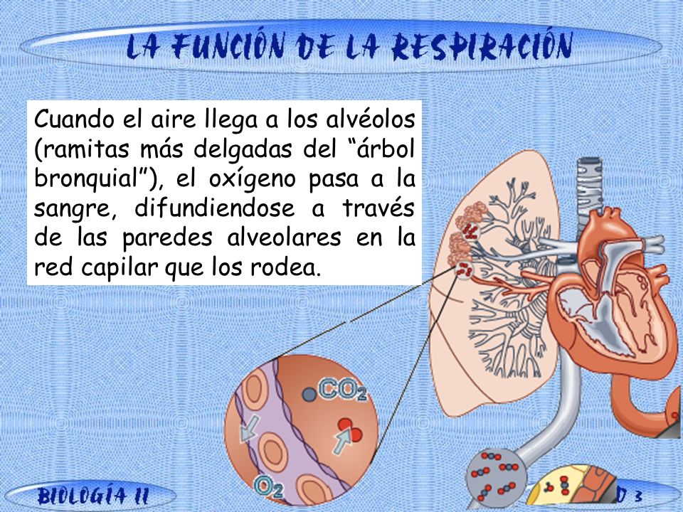 Cuando el aire llega a los alvéolos (ramitas más delgadas del árbol bronquial ), el oxígeno pasa a la sangre, difundiendose a través de las paredes alveolares en la red capilar que los rodea.