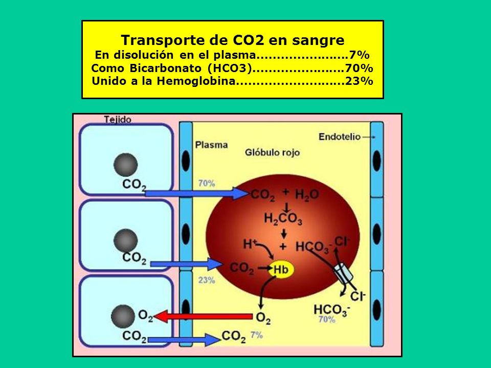 Transporte de CO2 en sangre En disolución en el plasma