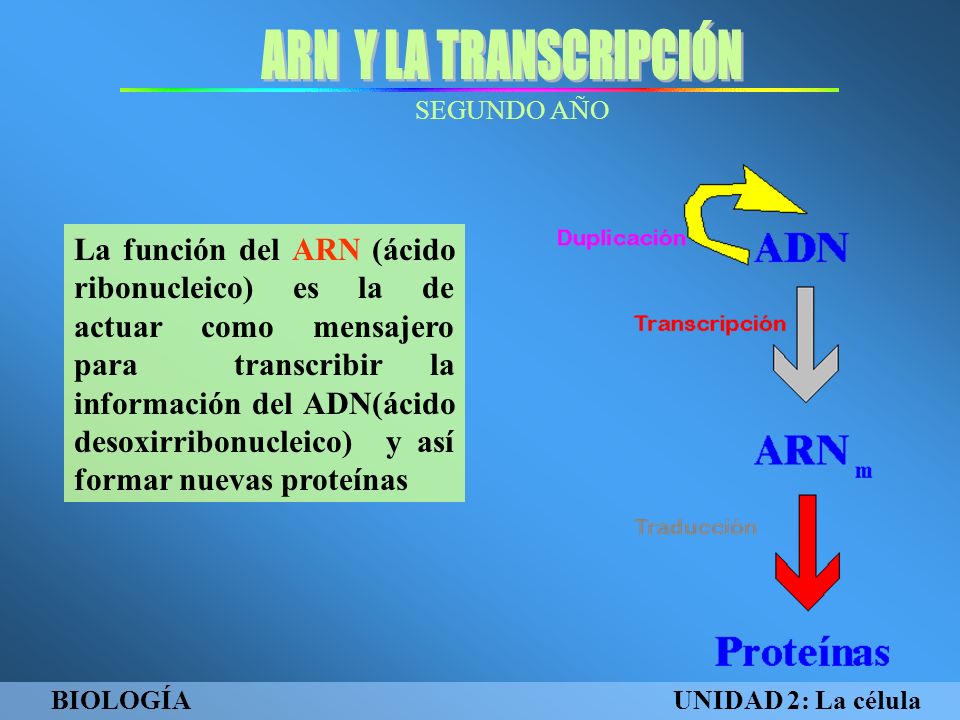 La función del ARN (ácido ribonucleico) es la de actuar como mensajero para transcribir la información del ADN(ácido desoxirribonucleico) y así formar nuevas proteínas