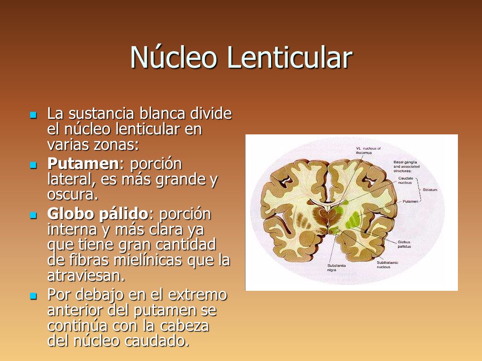 Núcleo Lenticular La sustancia blanca divide el núcleo lenticular en varias zonas: Putamen: porción lateral, es más grande y oscura.