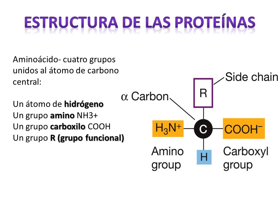 Biomoléculas. - ppt video online descargar