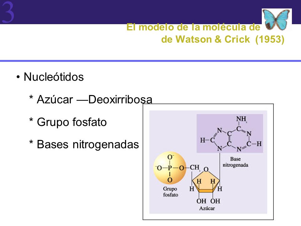 El modelo de la molécula de ADN de Watson & Crick (1953)
